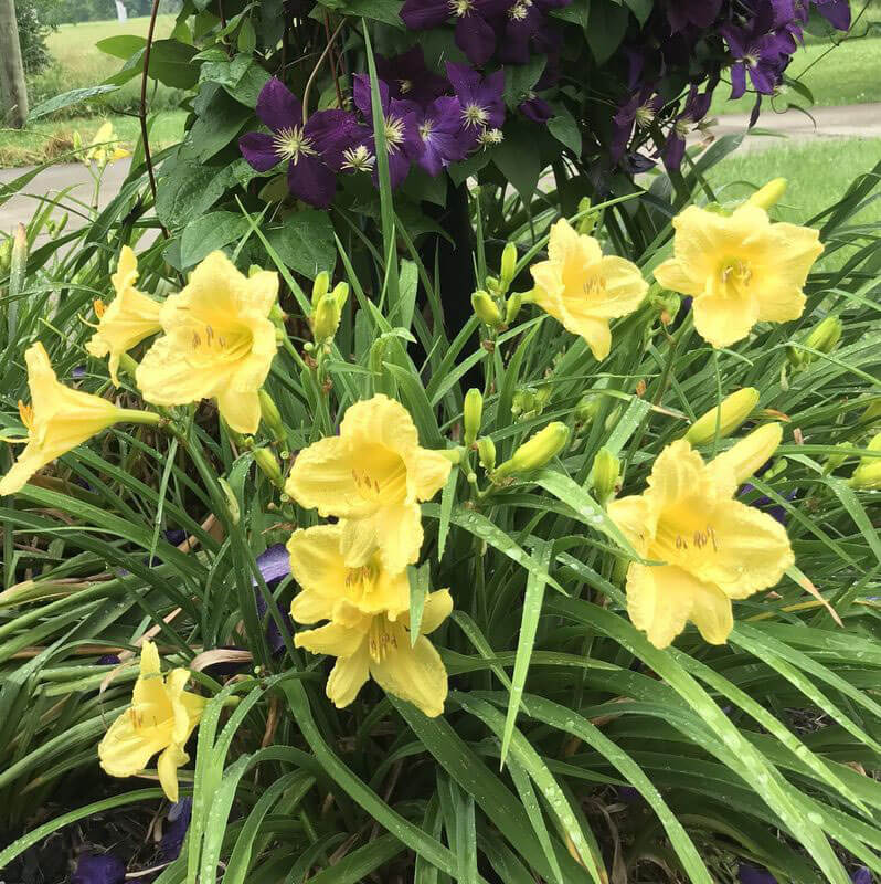 Happy Returns Oakes Daylilies