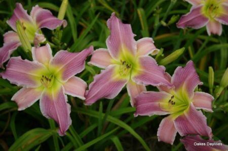 daylilies-purple-daylily-oakes-daylilies-flutterbye