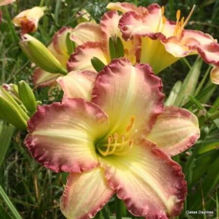 daylilies-ruffles-oakes-dayliies-pastel